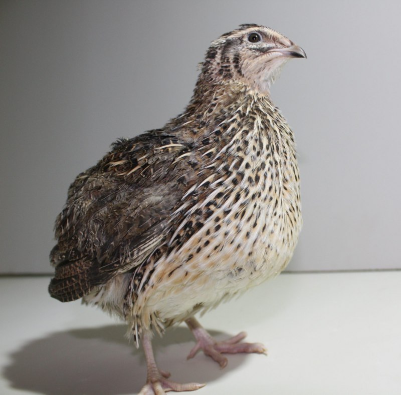 Growing Quails