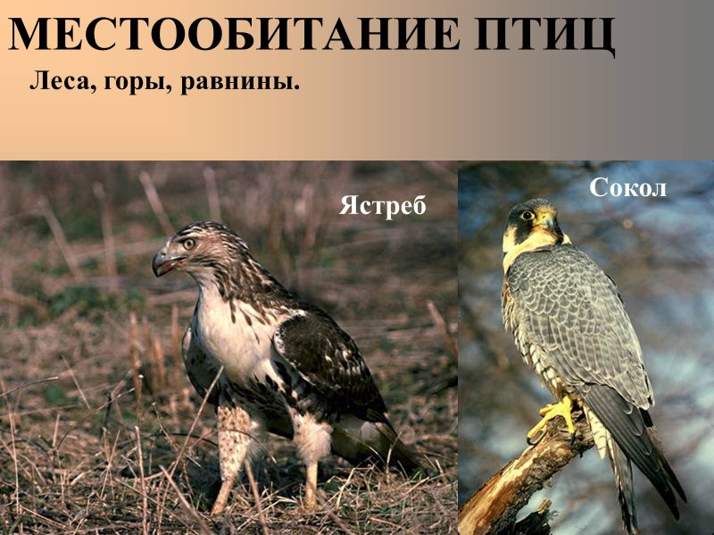 Клюв Сокола