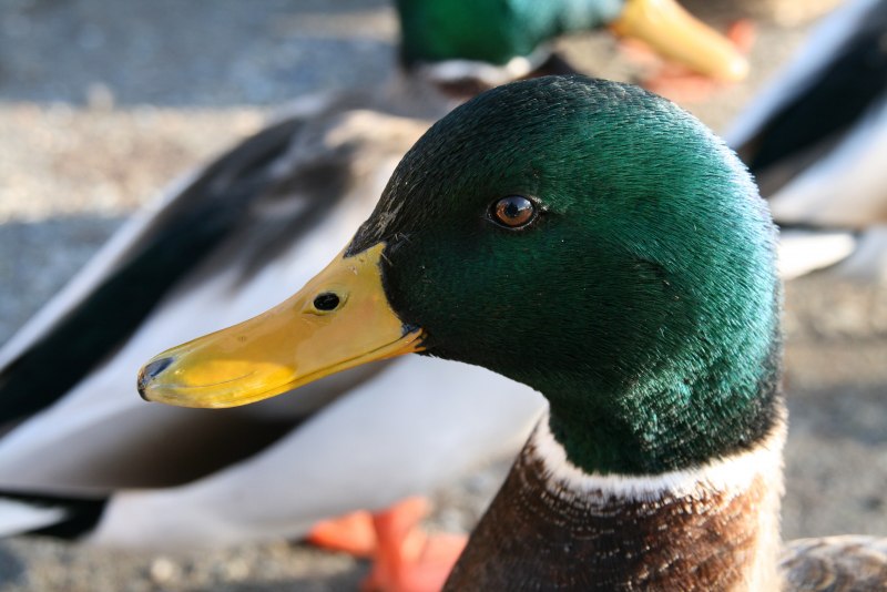 Nike Mallard Duck