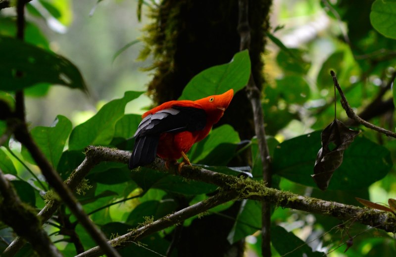 Oreotrochilus Chimboraso