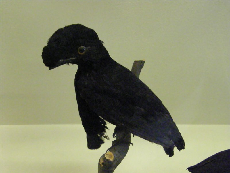 Cephalopterus glabricollis