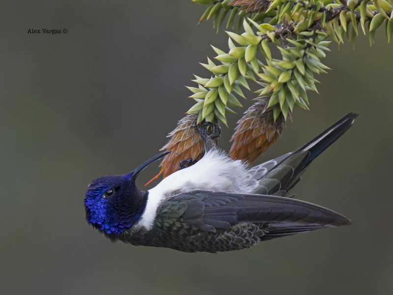 Tityra semifasciata