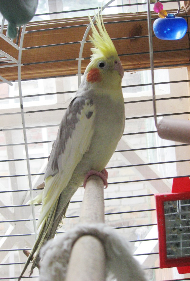 Александрийский и корелла