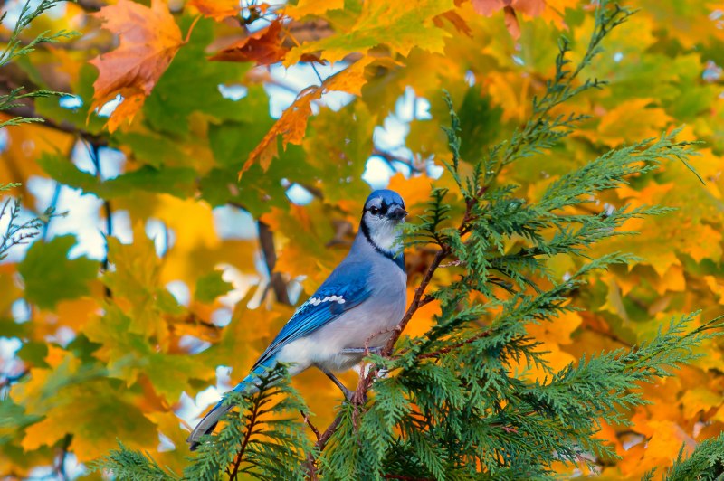 Природа птицы