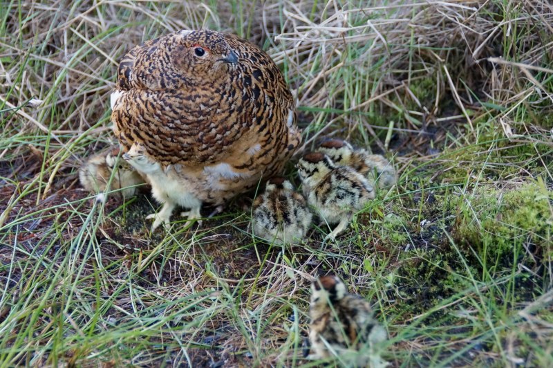 Семейства Тетеревиные (Tetraonidae)