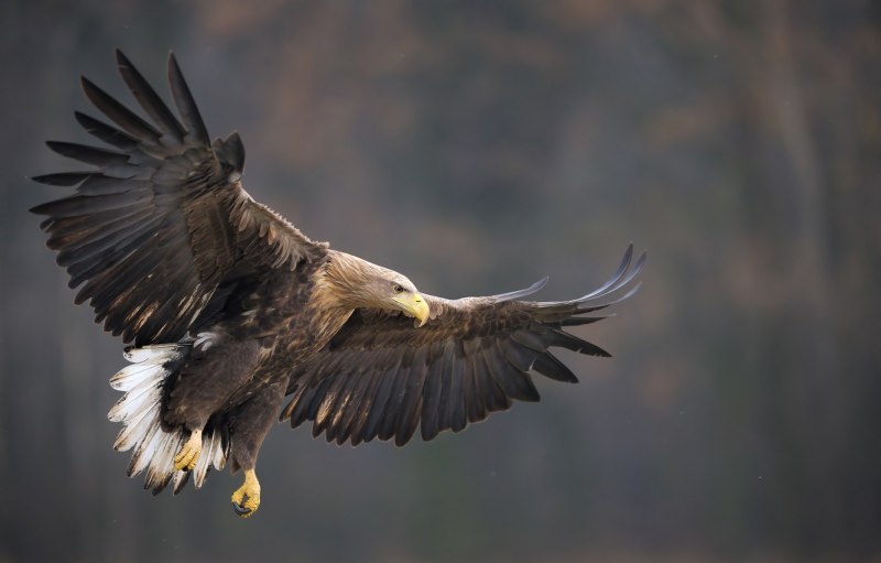 Могильник (Aquila heliaca)