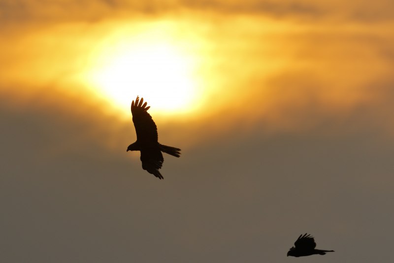 Беркут Aquila chrysaetos