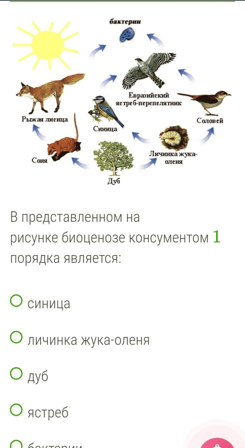 Черногрудый Дрозд