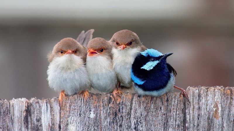 Kingfisher Swift
