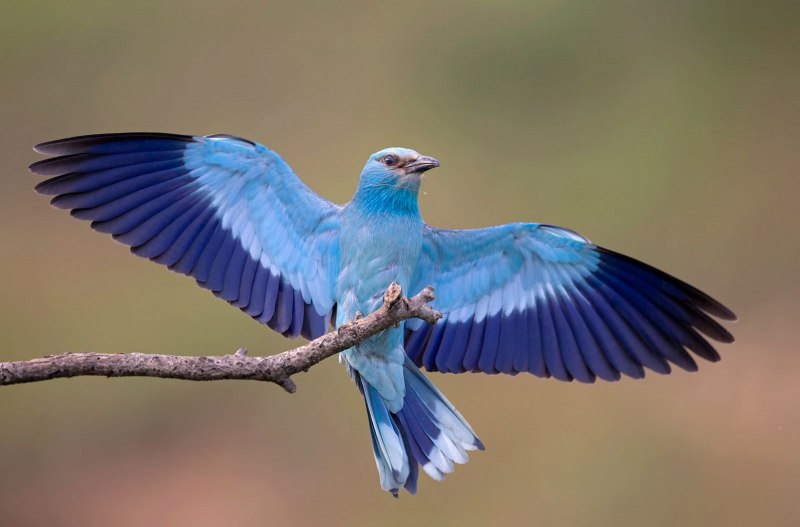 Обыкновенная сизоворонка Coracias garrulus