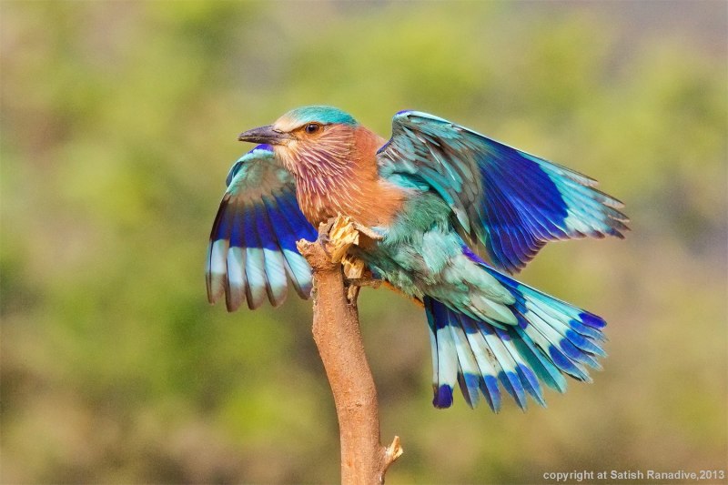 Обыкновенная сизоворонка Coracias garrulus