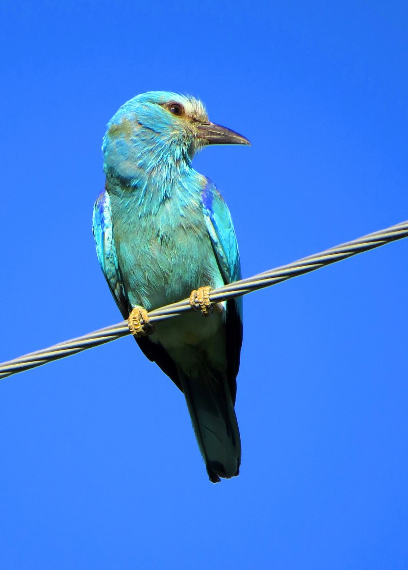 Сизоворонка – Coracias garrulus l.