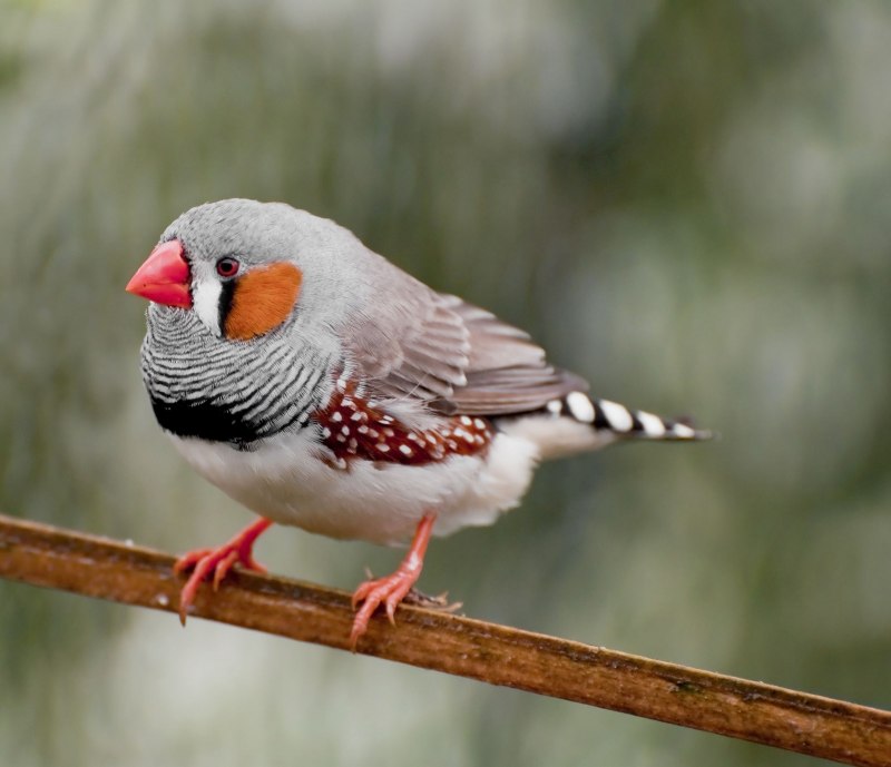 Poephila Acuticauda