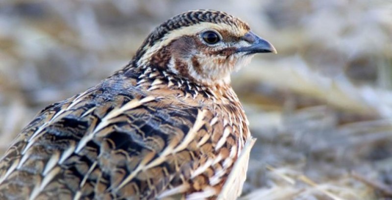 Перепел Coturnix Coturnix