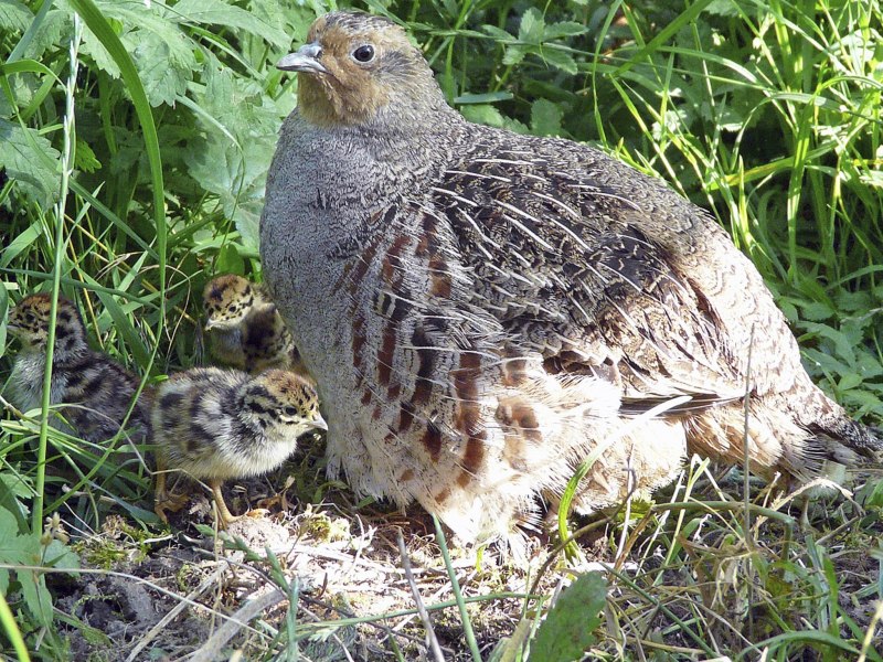 Серая куропатка (Perdix Perdix)