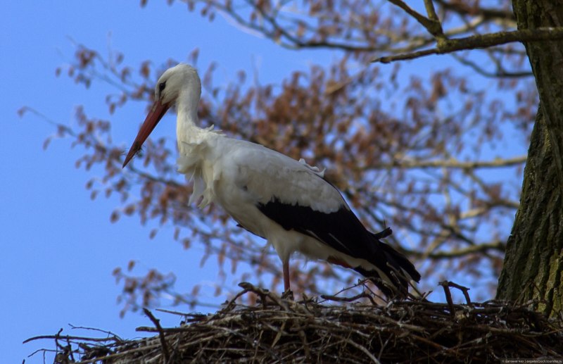 Камера сортности птицы Stork