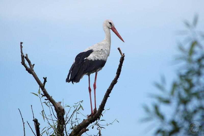 Cyber Stork
