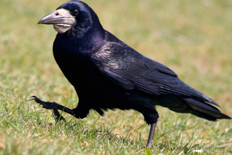 Грач (с. frugilegus)