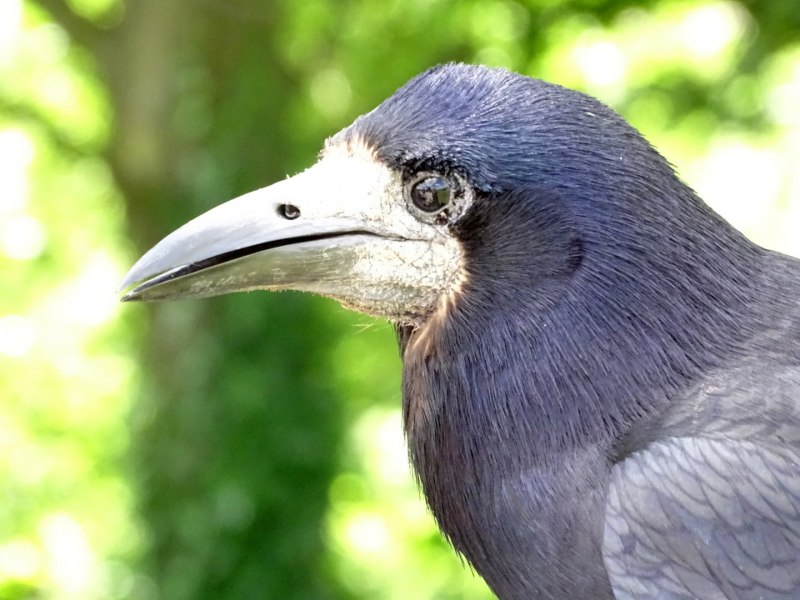 Rook Bird
