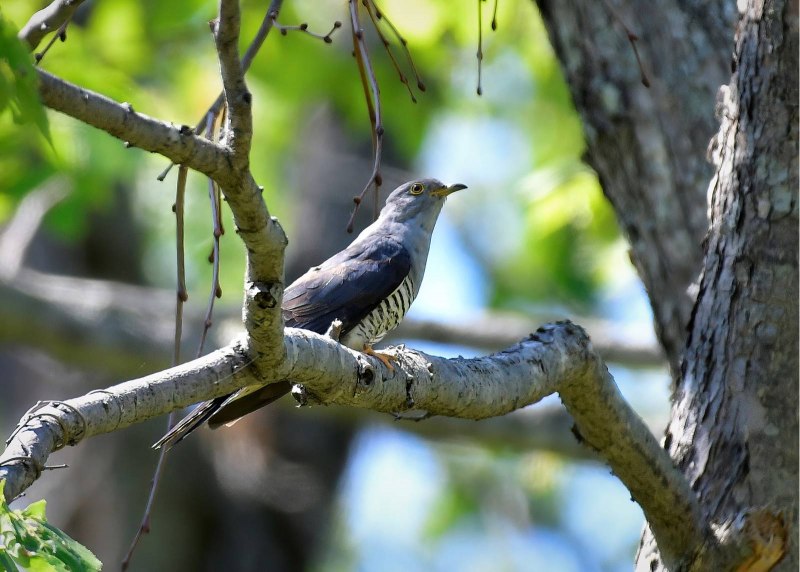 Eudynamys scolopaceus