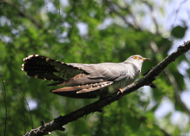 9. Кукушка обыкновенная (Cuculus canorus)