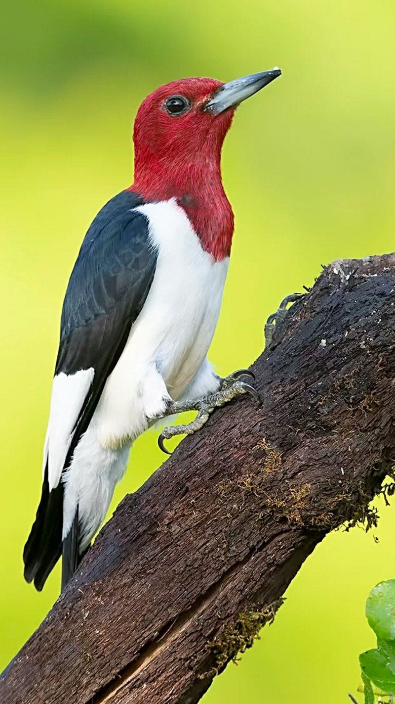 Пёстрый дятел (Dendrocopos Major)