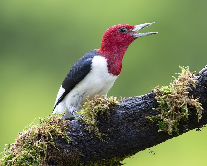 Дятел красноголовый птицы (54 фото)