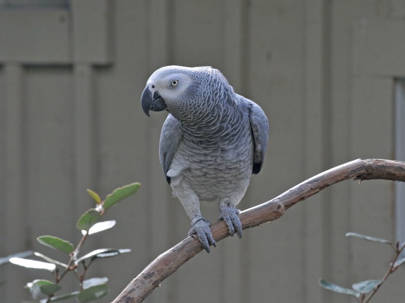 Попугай серого цвета (35 фото)