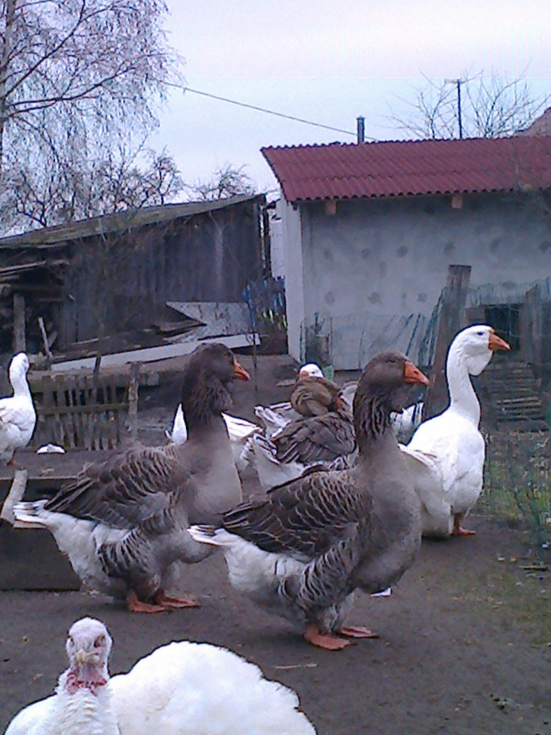 Курчавый Севастопольский Гусь