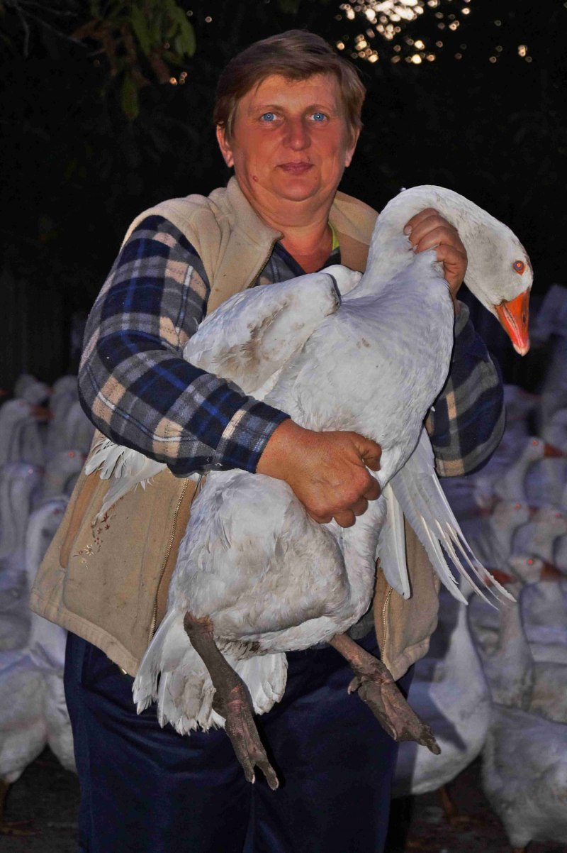 Датский Легард гуси