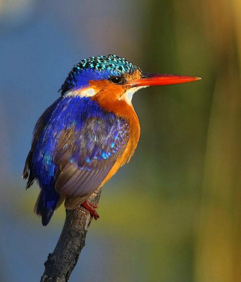 Птичка Kingfisher