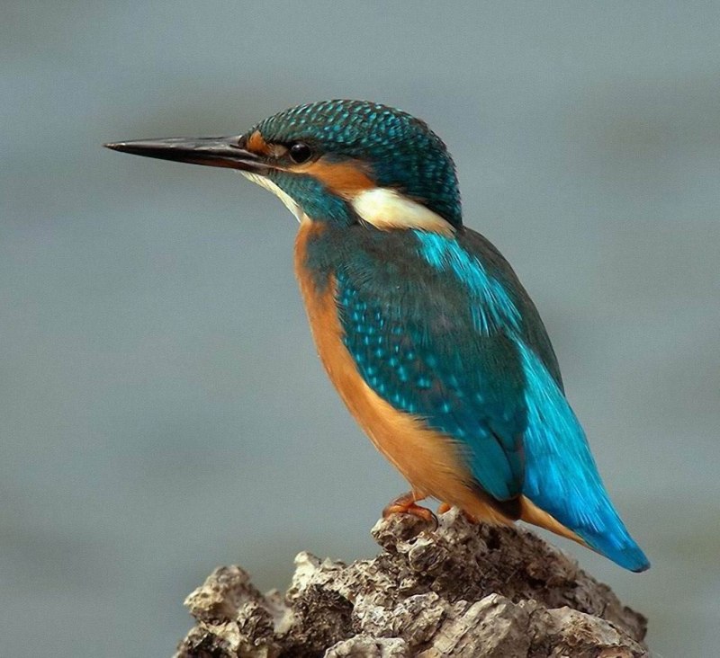 Птичка Kingfisher