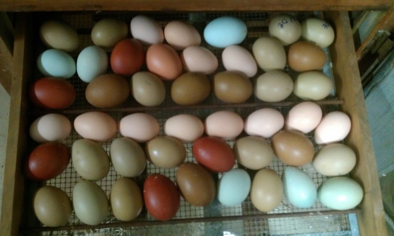 Курицы с цветными яйцами (45 фото)