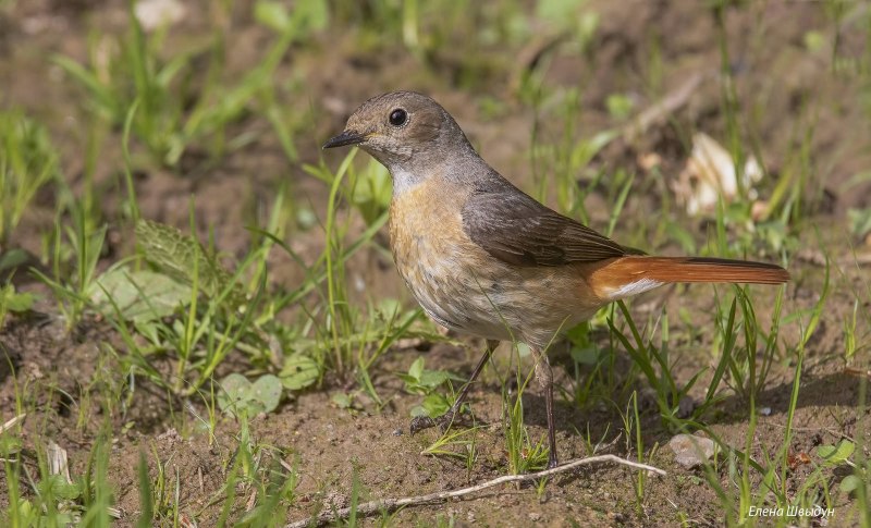 Luscinia Luscinia