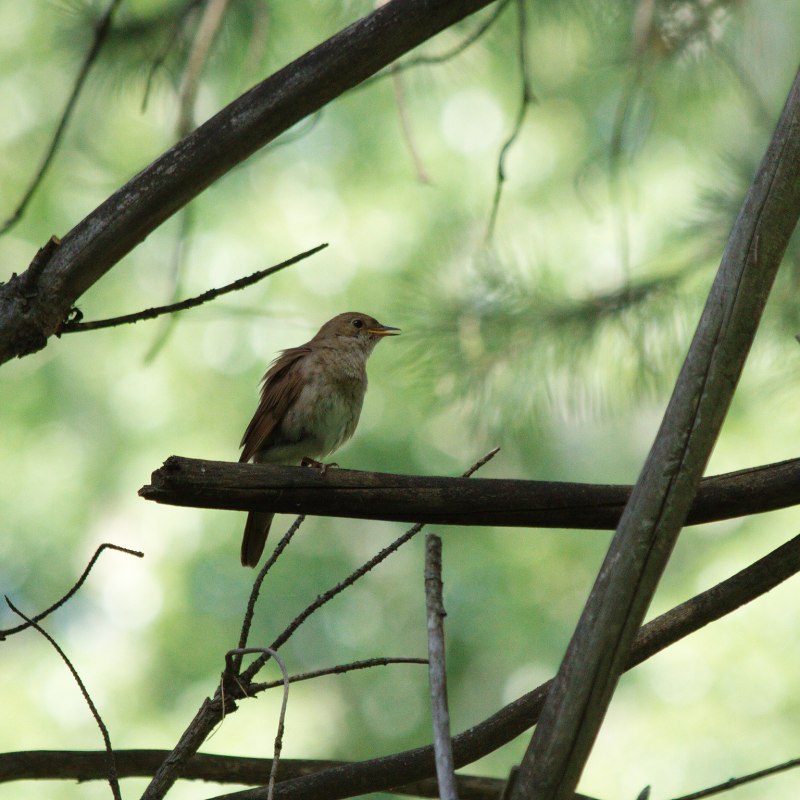 Финч (Finch)