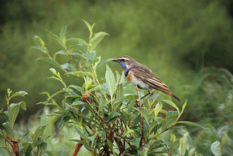 Luscinia svecica kobdensis