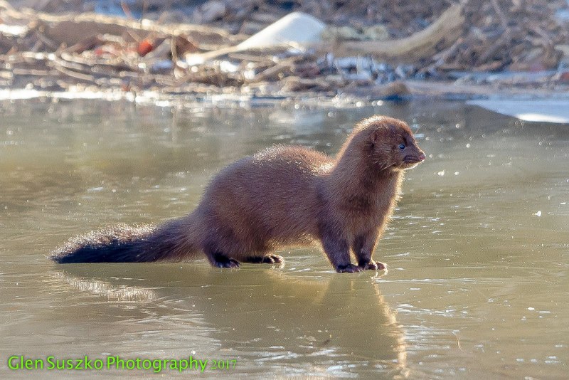 Американская норка (Mustela Vison)