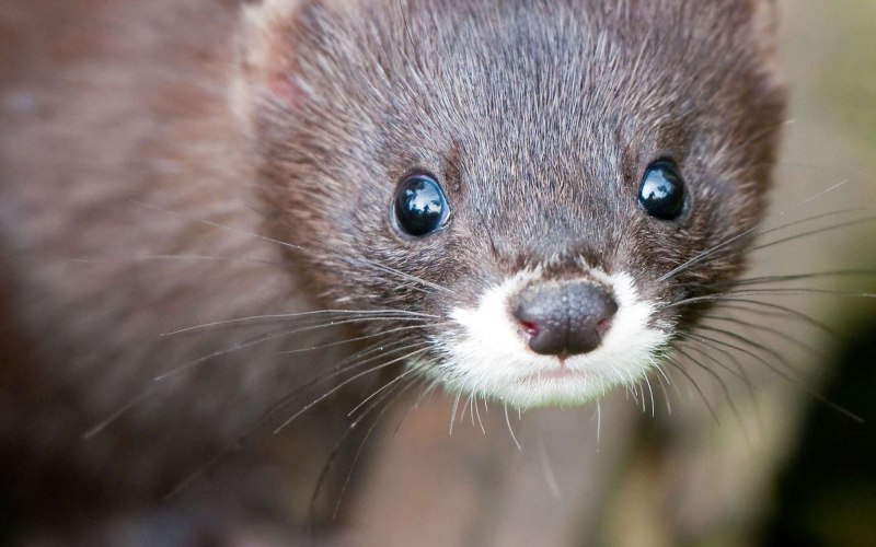 Американская норка (Mustela Vison)