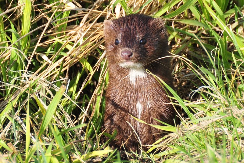 Американская норка (Mustela Vison)