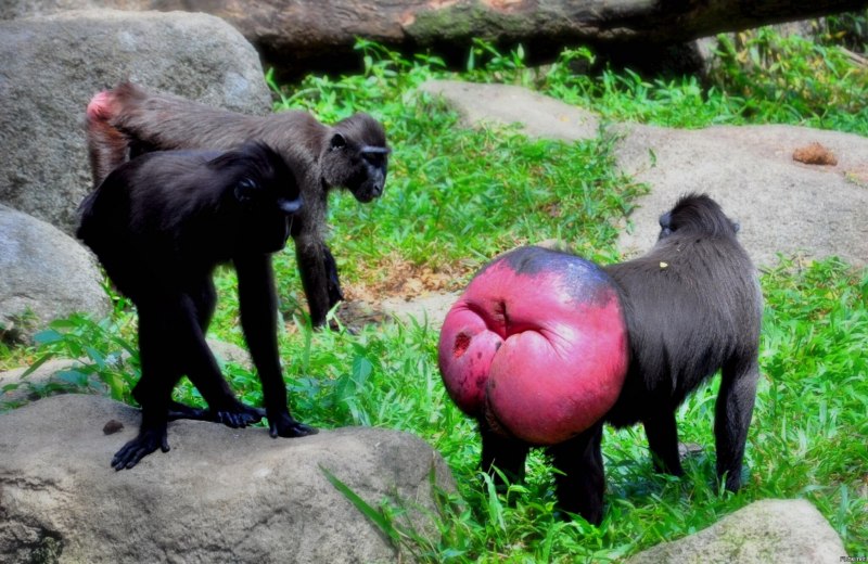 Crested Black macaque