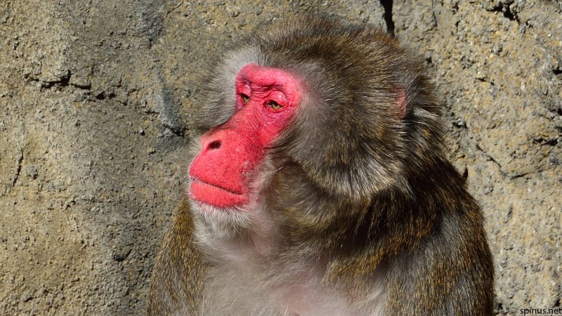 Macaca fuscata