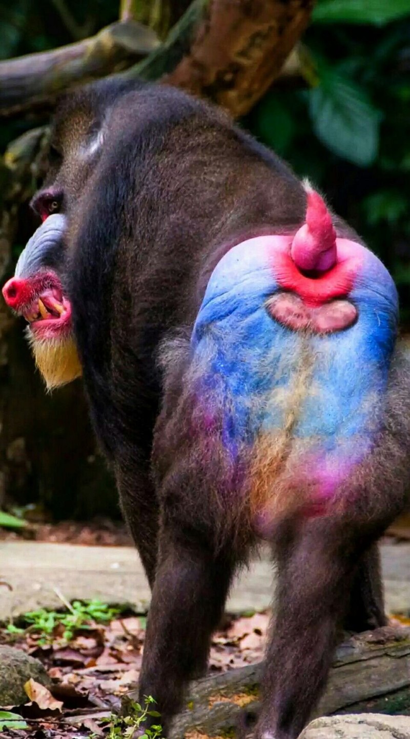 Зелёный павиан Джимми