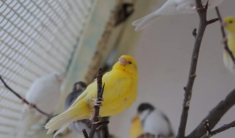 Гнездо канарейки в природе