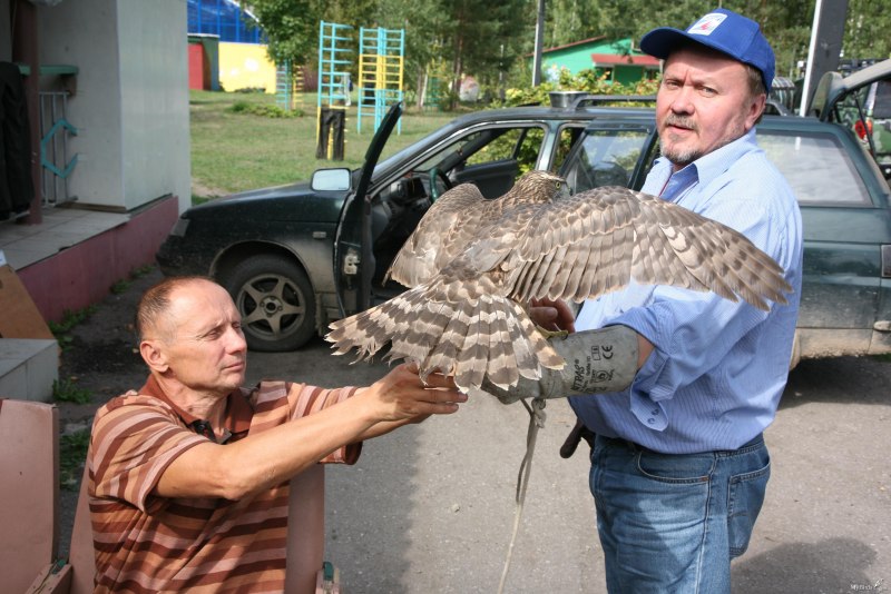 Живоловушка на куницу
