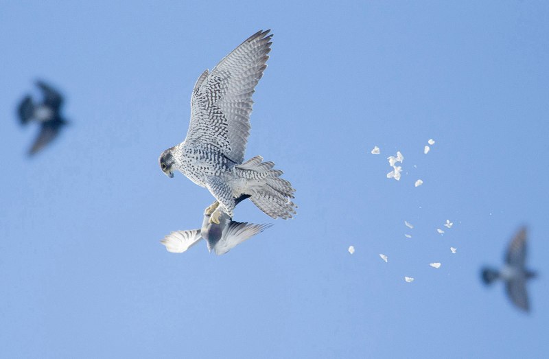 Gyrfalcon 2803