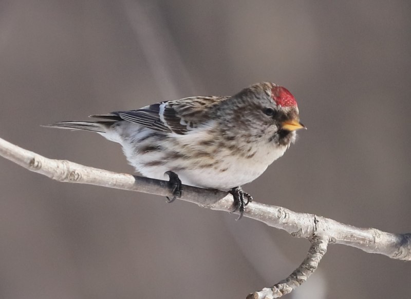 Acanthis flammea