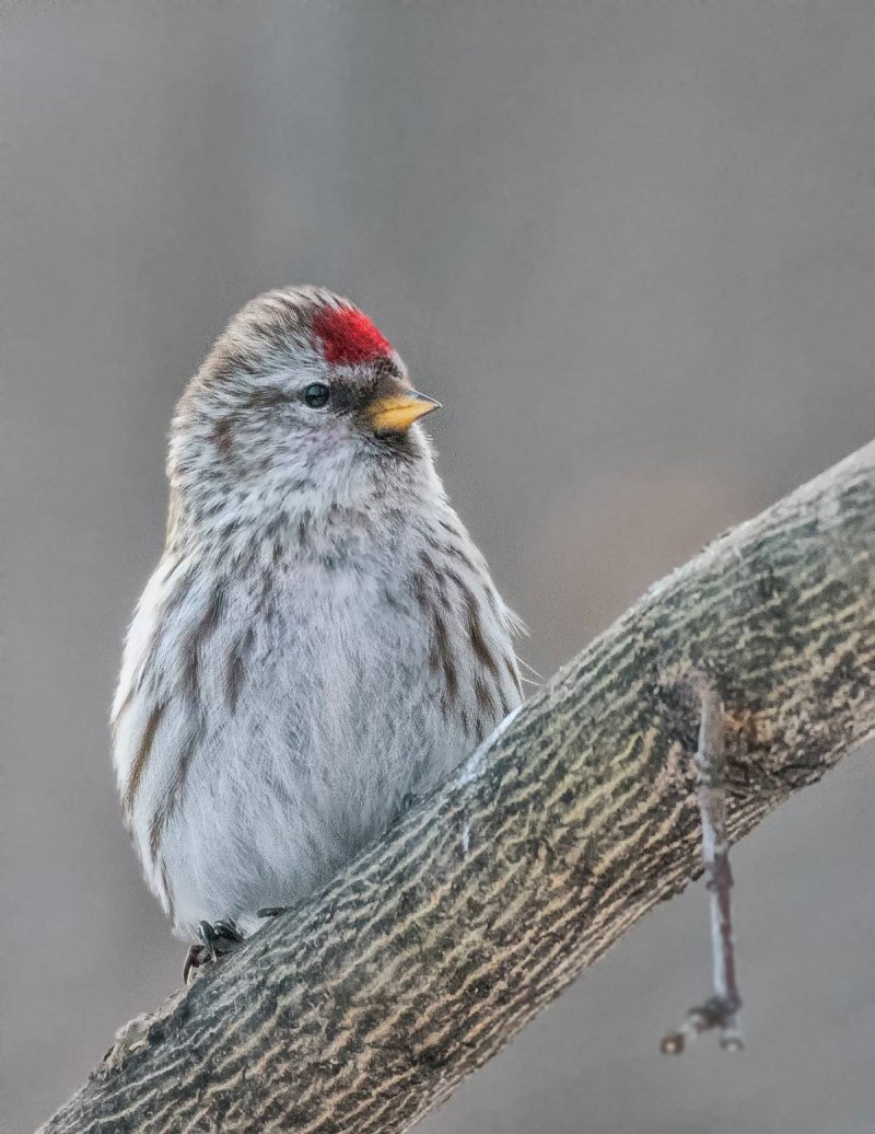 Чечётка (обыкновенная чечётка) (Acanthis flammea (Carduelis flammea))