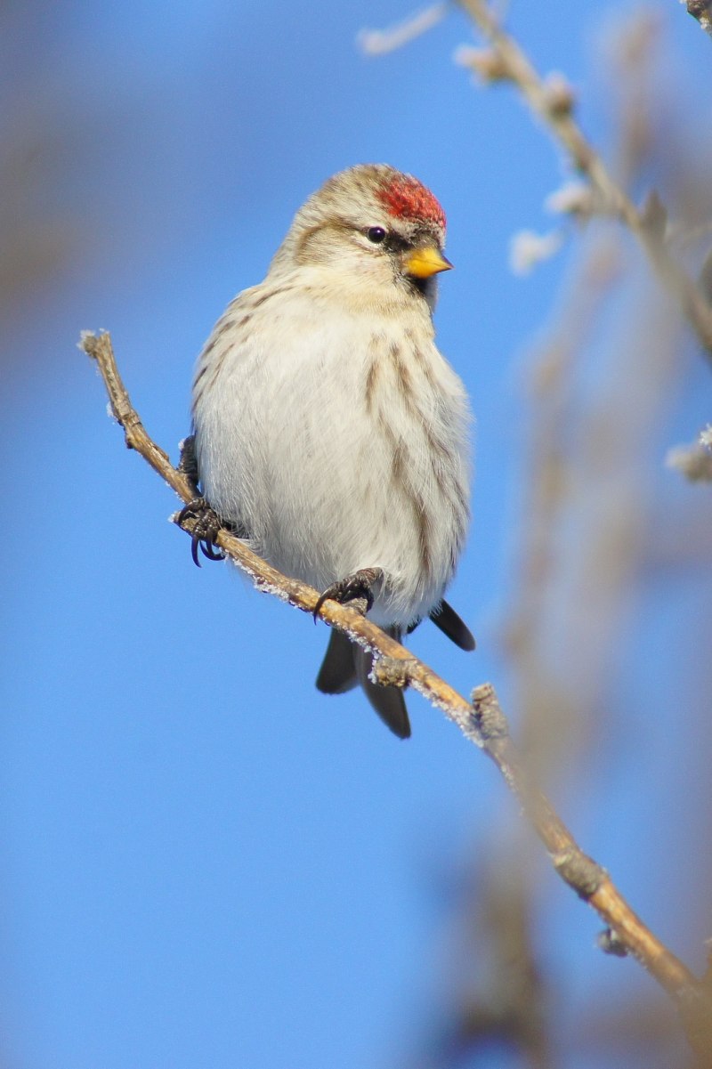 Чечётка (обыкновенная чечётка) (Acanthis flammea (Carduelis flammea))