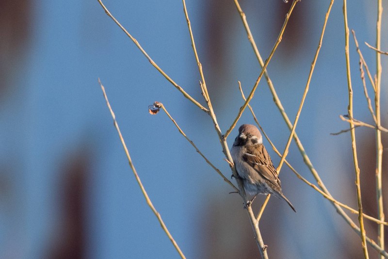 Воробей домовый (passer domesticus) самец