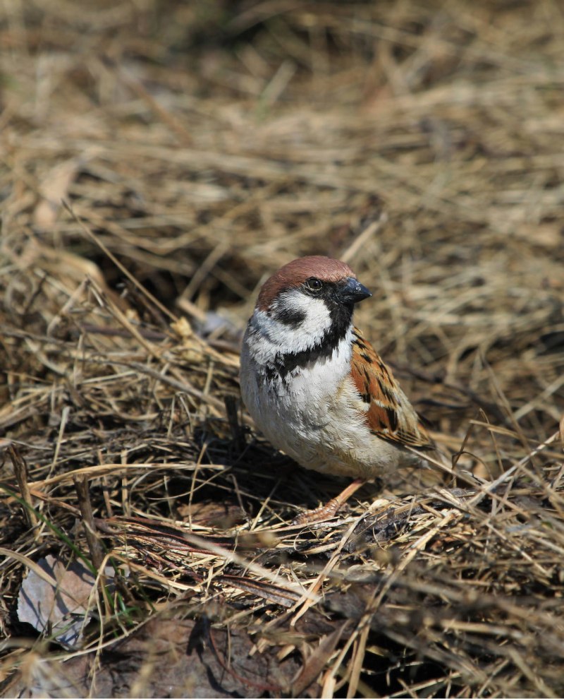Полевой Воробей passer montanus